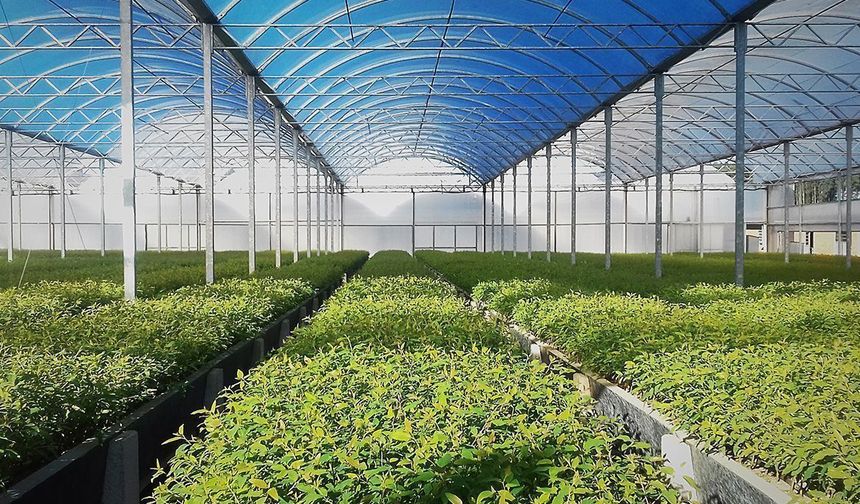 Antalya’da örtü altı tarımı gelişerek tarla birim fiyatlarını etkiliyor